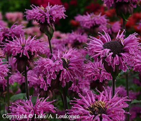 Monarda didyma 'Aniliina', punavariminttu